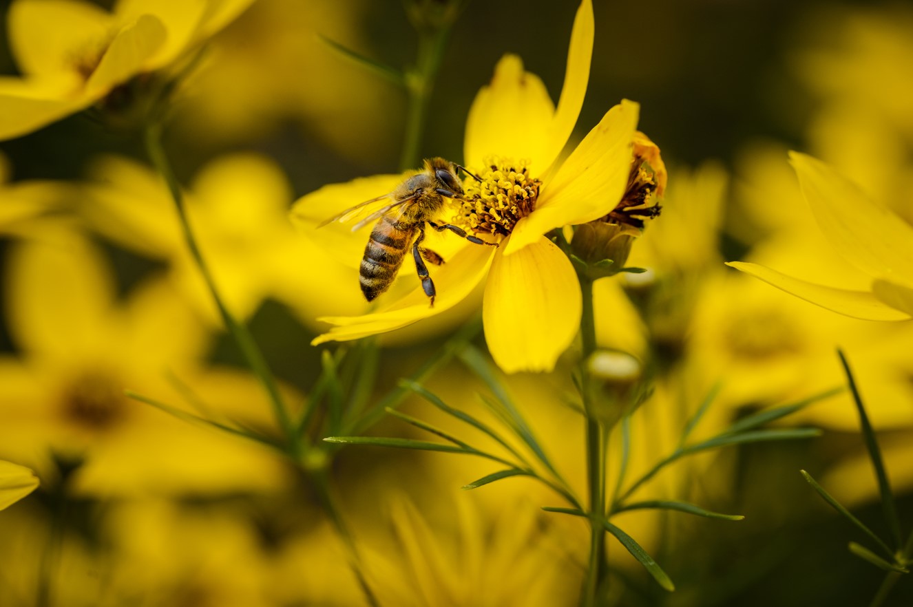 Allergies aux pollens